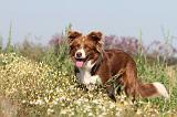 BORDER COLLIE 412